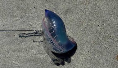 Warm weather and winds push Man o' war onto Florida beaches