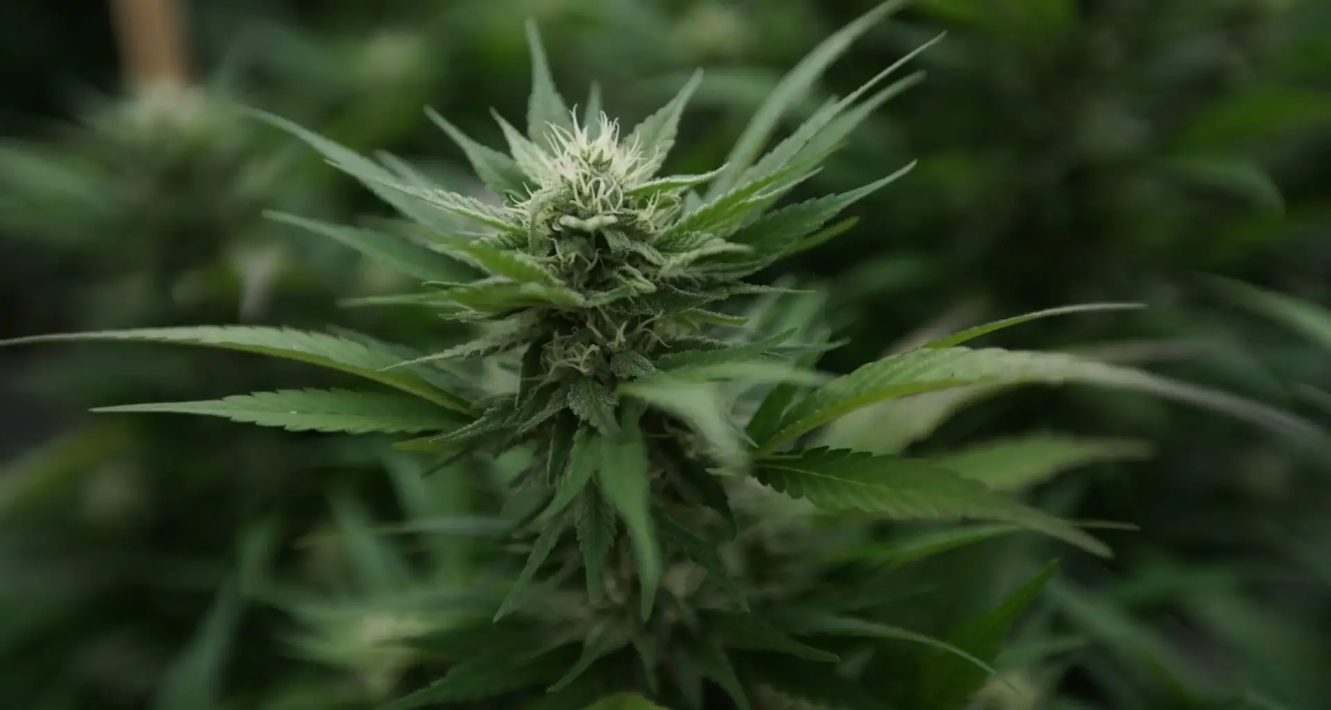 Florida cannabis legalization measure blocked from 2026 ballot (Newsletter: March 11, 2026)