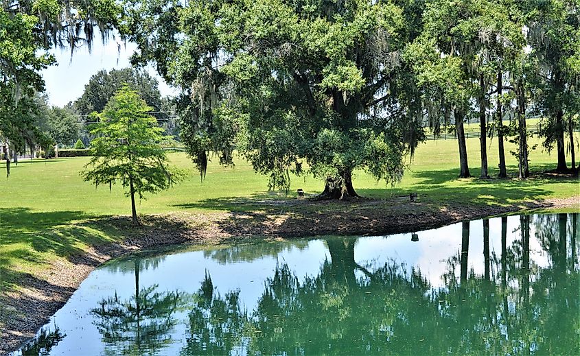 Micanopy, Florida, Peaceful, serene pond on a famous horse farm in Florida