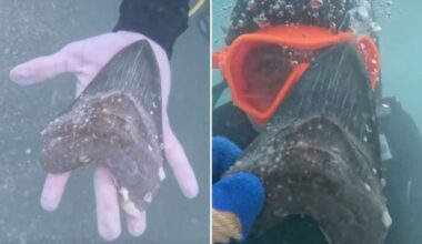 Wyoming teen Aiden Andrews discovers ancient megalodon shark tooth off Florida coast