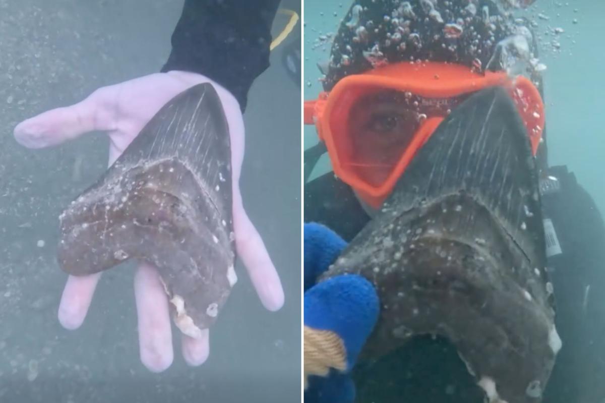 Wyoming teen Aiden Andrews discovers ancient megalodon shark tooth off Florida coast
