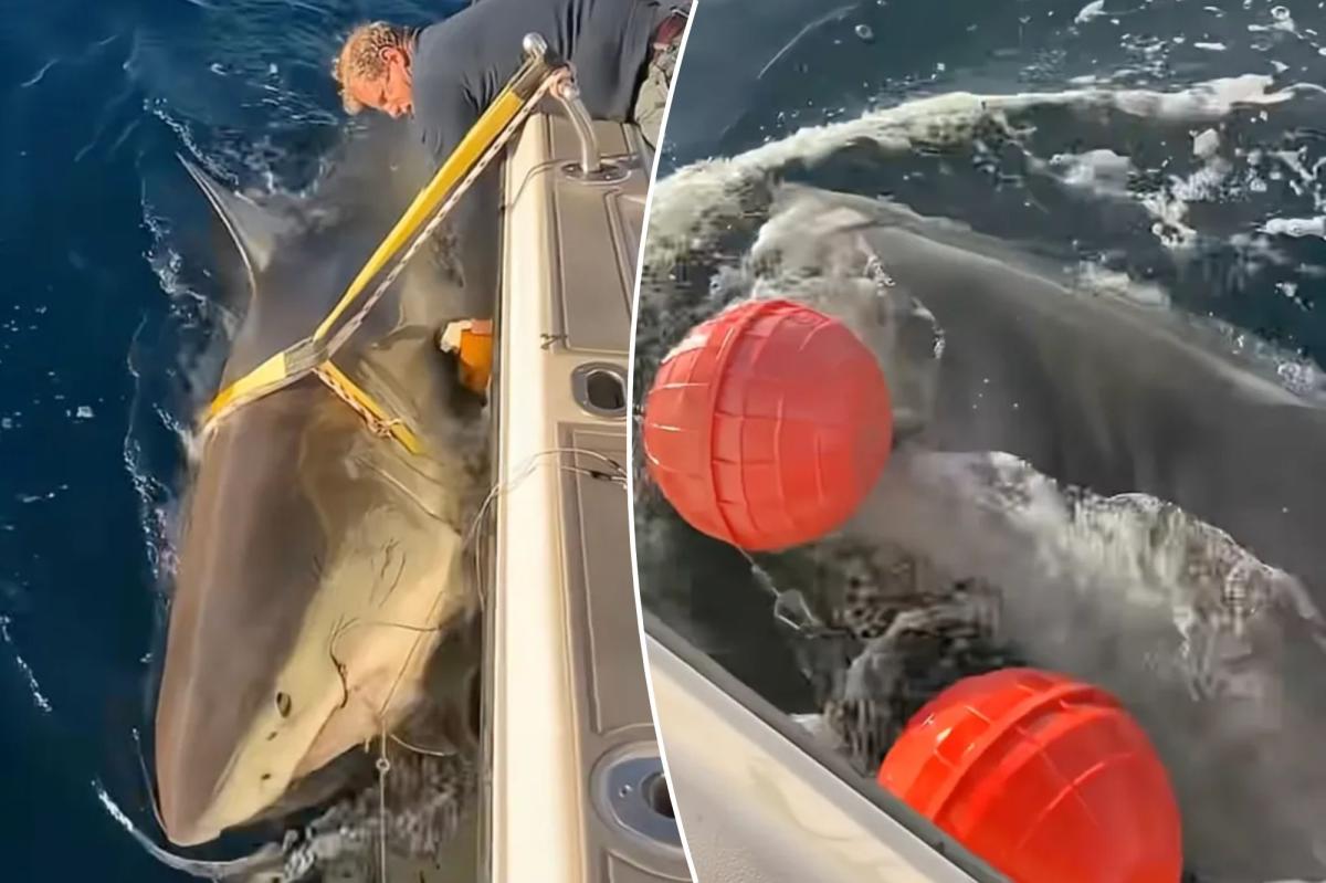 Largest male great white shark 'Contender' returns to waters off Florida's coast in time for Spring break
