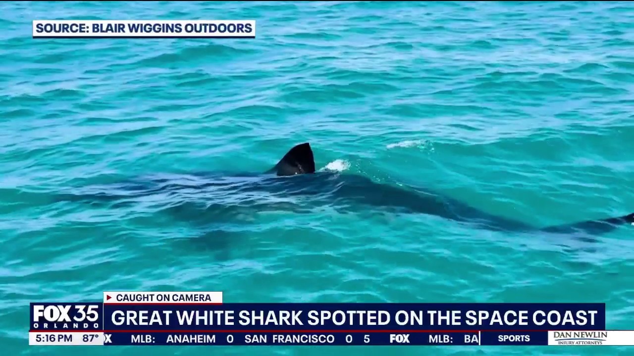 Fishermen spot massive great white shark off Cape Canaveral