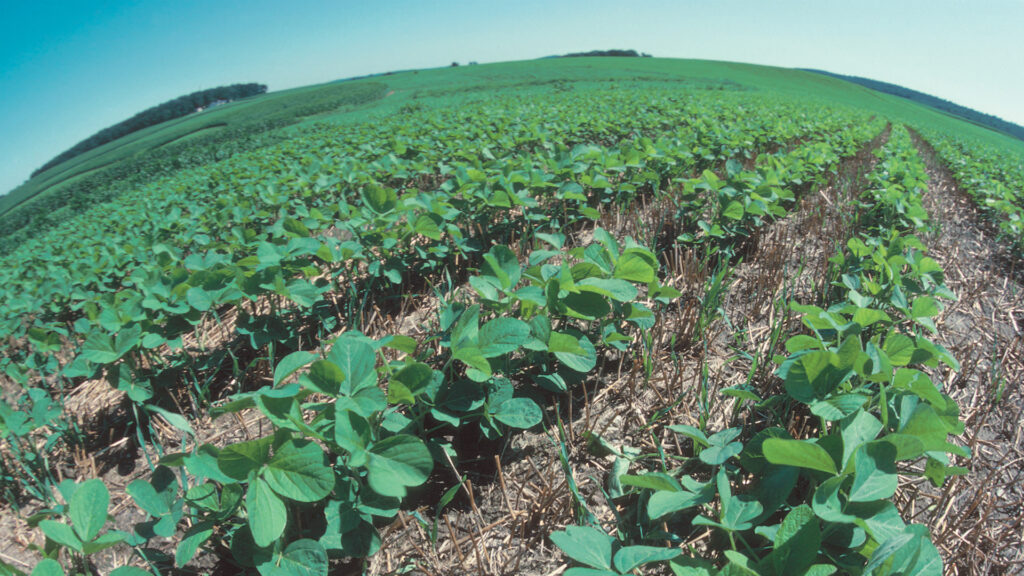 Young soybean plants thrive in the resiue of a wheat crop. This form of no till farming provides good protection for the soil from erosion and helps retain moisture for the new crop. (Tim McCabe/USDA Natural Resources Conservation Service, Public domain, via Wikimedia Commons)