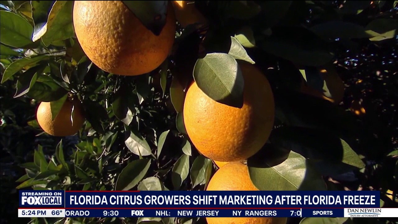 Florida increasing funding to promote fresh citrus sales