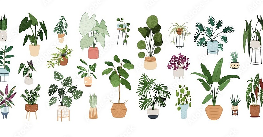 Plant swap to take place at West Oaks Library