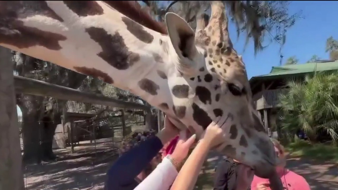Giraffe Ranch brings safari conservation to Florida