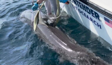 Rare dusky 9ft shark spotted 60 miles off Florida coast