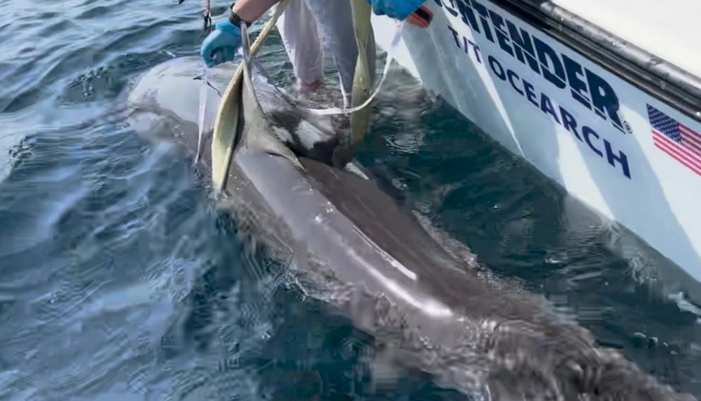 Rare dusky 9ft shark spotted 60 miles off Florida coast