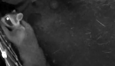 Rabies warning in Florida after two raccoons test positive