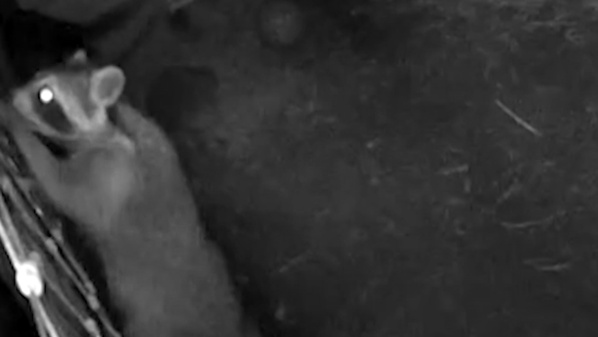 Rabies warning in Florida after two raccoons test positive