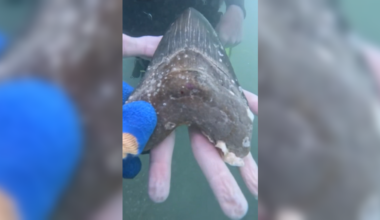 VIDEO: Megalodon shark tooth found by 16-year-old in Florida Keys
