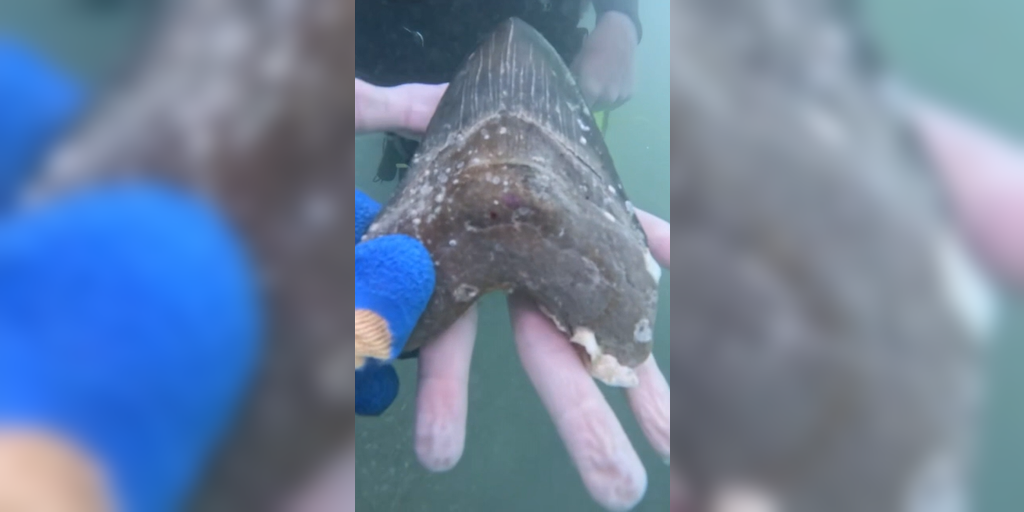 VIDEO: Megalodon shark tooth found by 16-year-old in Florida Keys