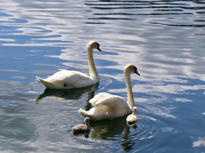 What happens to Lake Eola swans during hurricanes? It’s their call.