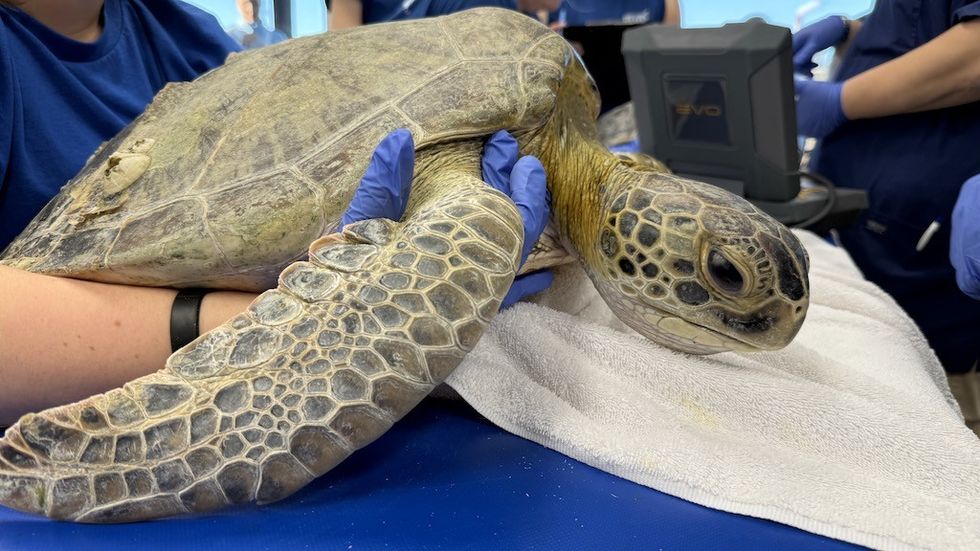 Sea turtle being examined by veterinary staff with gloves.