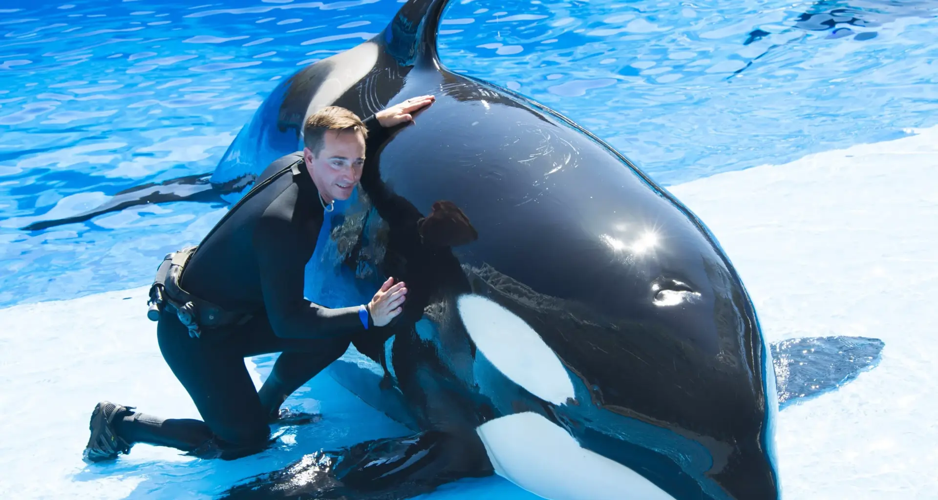 U.S. Department of Justice sues SeaWorld over disability rights violation