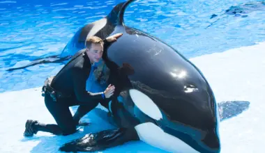 U.S. Department of Justice sues SeaWorld over disability rights violation