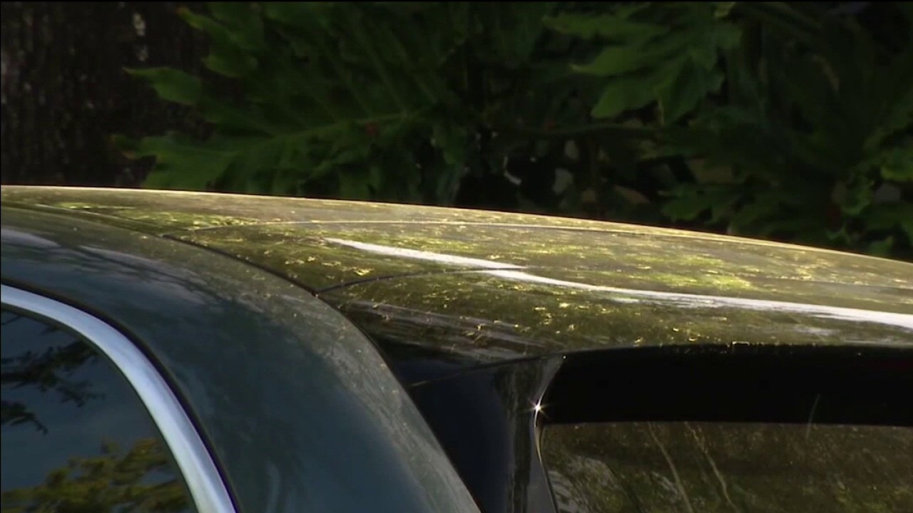 Spring allergies in Tampa Bay area