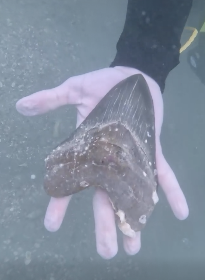 A person's hand underwater holding a large, dark fossilized shark tooth.