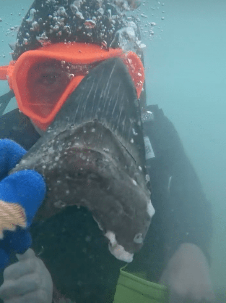 Diver wearing an orange mask holding a large fossilized shark tooth.