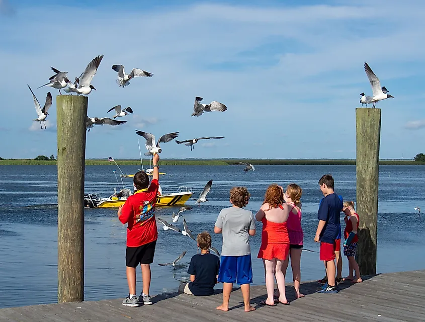 A group of children feeding the birds on the Apalachicola River dock in Apalachicola, Florida