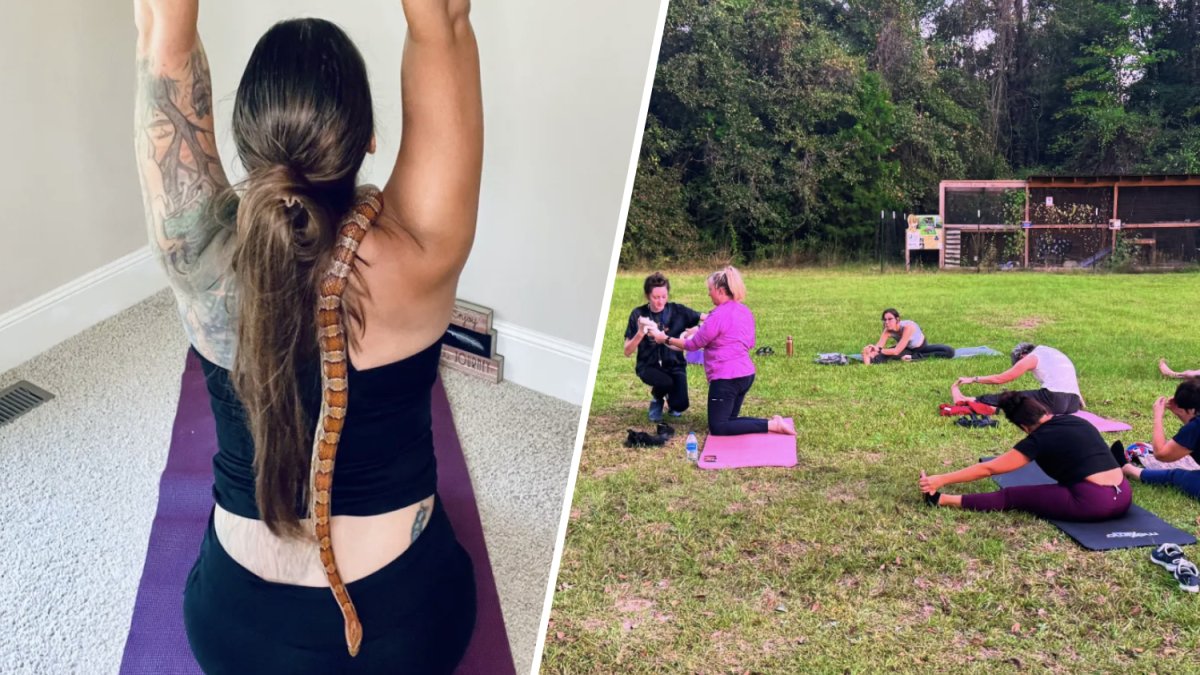 Snake yoga is a thing, at at least one Florida sanctuary. Yes, really. – NBC 6 South Florida