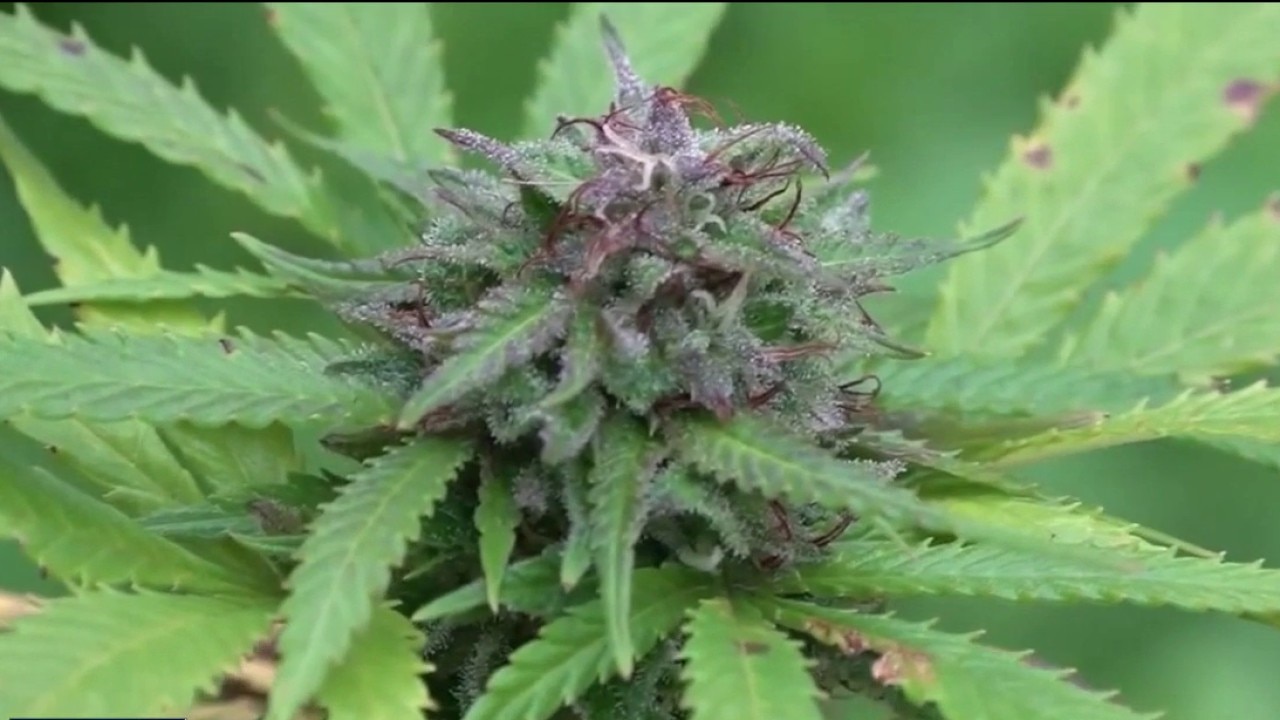 How will businesses adapt if marijuana is reclassified?