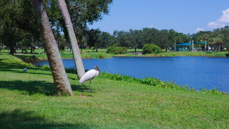 Wood stork Mycteria americana stork in Crescent Lake Park, St. Petersburg, Florida