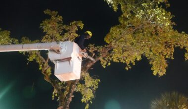 Black olive tree on Las Olas cut down, hauled off to landfill