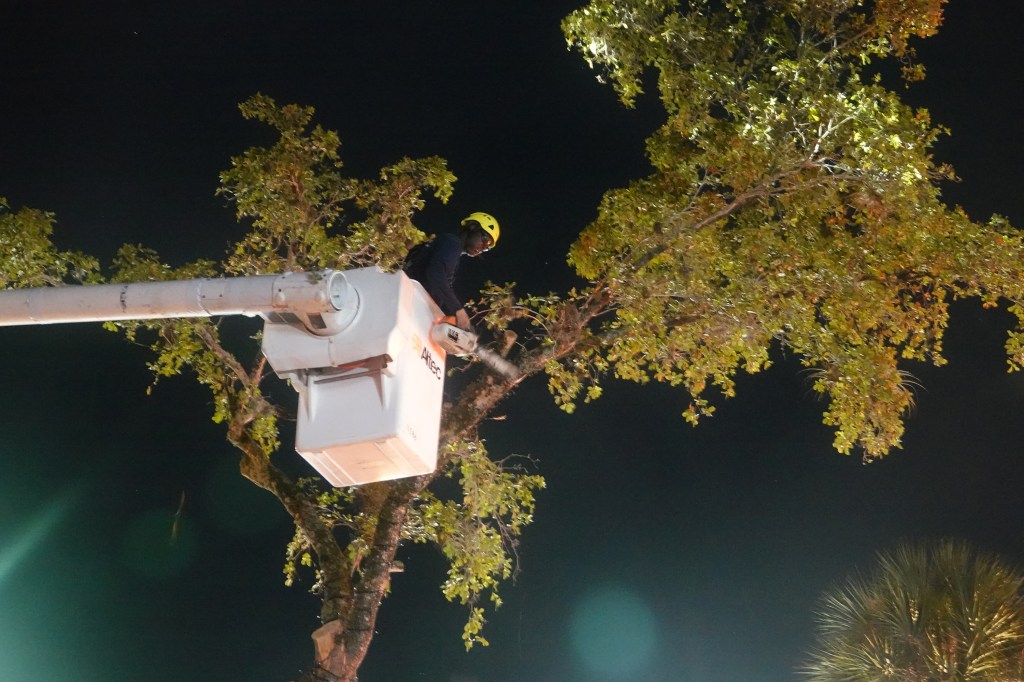 Black olive tree on Las Olas cut down, hauled off to landfill