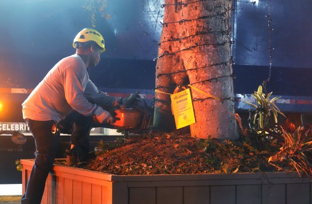 A worker cuts down a black olive tree on Fort Lauderdale's Las Olas Boulevard on Thursday. The tree, deemed unhealthy by the city, was hauled off to a landfill. (Joe Cavaretta/South Florida Sun Sentinel)