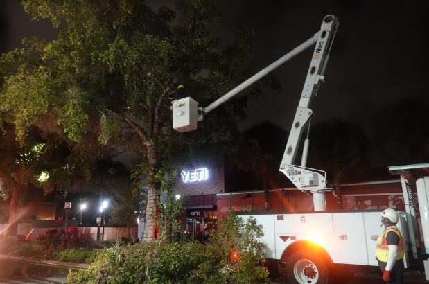 A worker cuts down a black olive tree on Las Olas Boulevard on Thursday. City officials say the tree was infested with termites. (Joe Cavaretta/South Florida Sun Sentinel)
