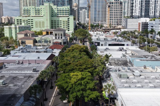 Black olive trees line the median along Las Olas in Fort Lauderdale on March 9. The tree-lined median will eventually disappear to make way for wider sidewalks. (Amy Beth Bennett/South Florida Sun Sentinel)