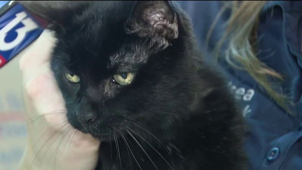 Pet foster parent open house