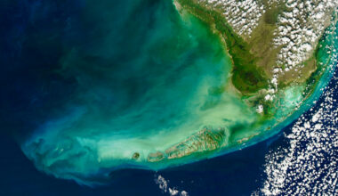 University of Miami launches new research on governance of Florida’s Coral Reef