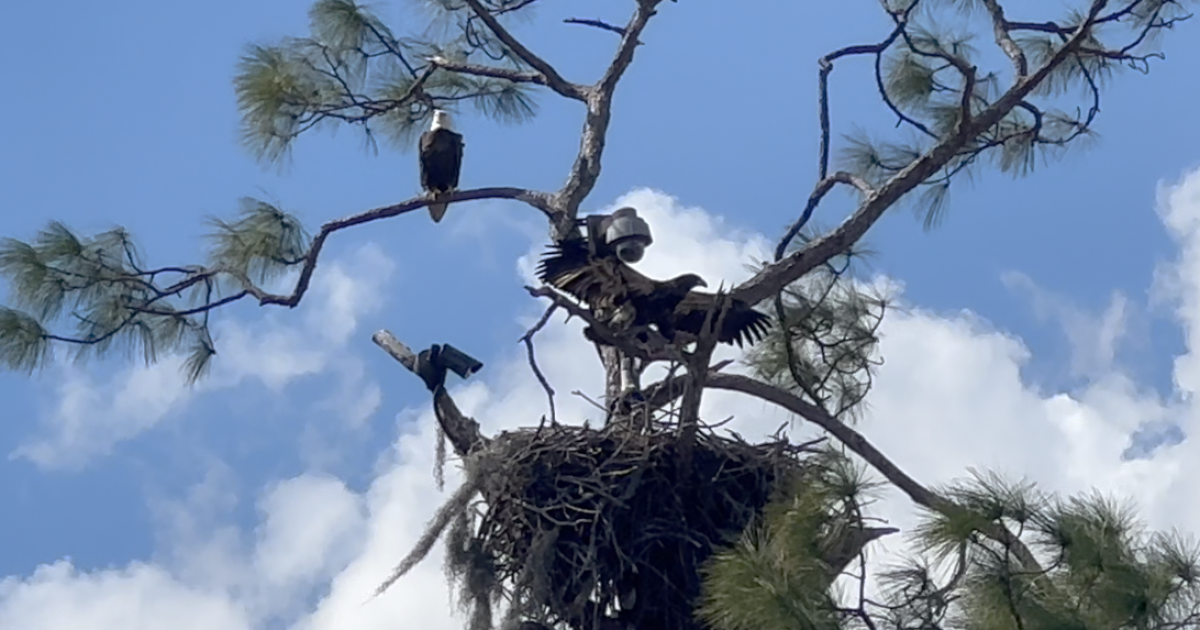 Eagle watchers worried as F23 vanishes from North Fort Myers nest