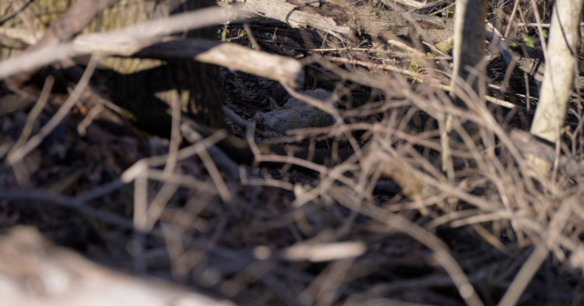 Dead coyotes found in Miami Township spark concerns from residents nearby