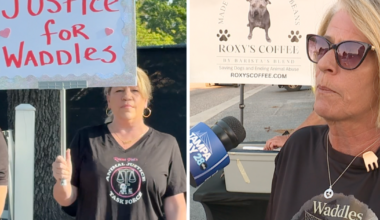 Protesters seek accountability from SPCA Tampa Bay over animal cruelty citation
