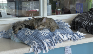 Leon County Humane Society relaunches cat litter campaign