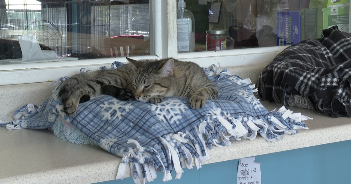 Leon County Humane Society relaunches cat litter campaign