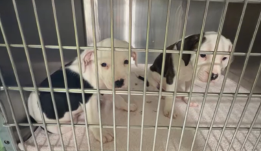 Tampa animal rescue over capacity, urgently seeking fosters