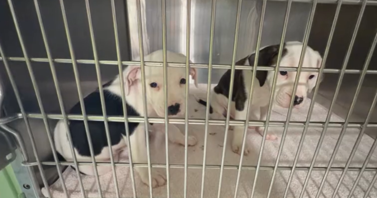 Tampa animal rescue over capacity, urgently seeking fosters