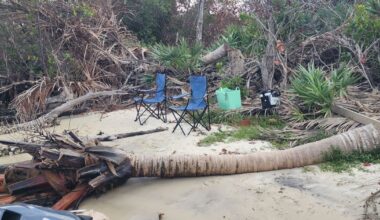 Why were these palm trees cut down? Here's what WPTV learned