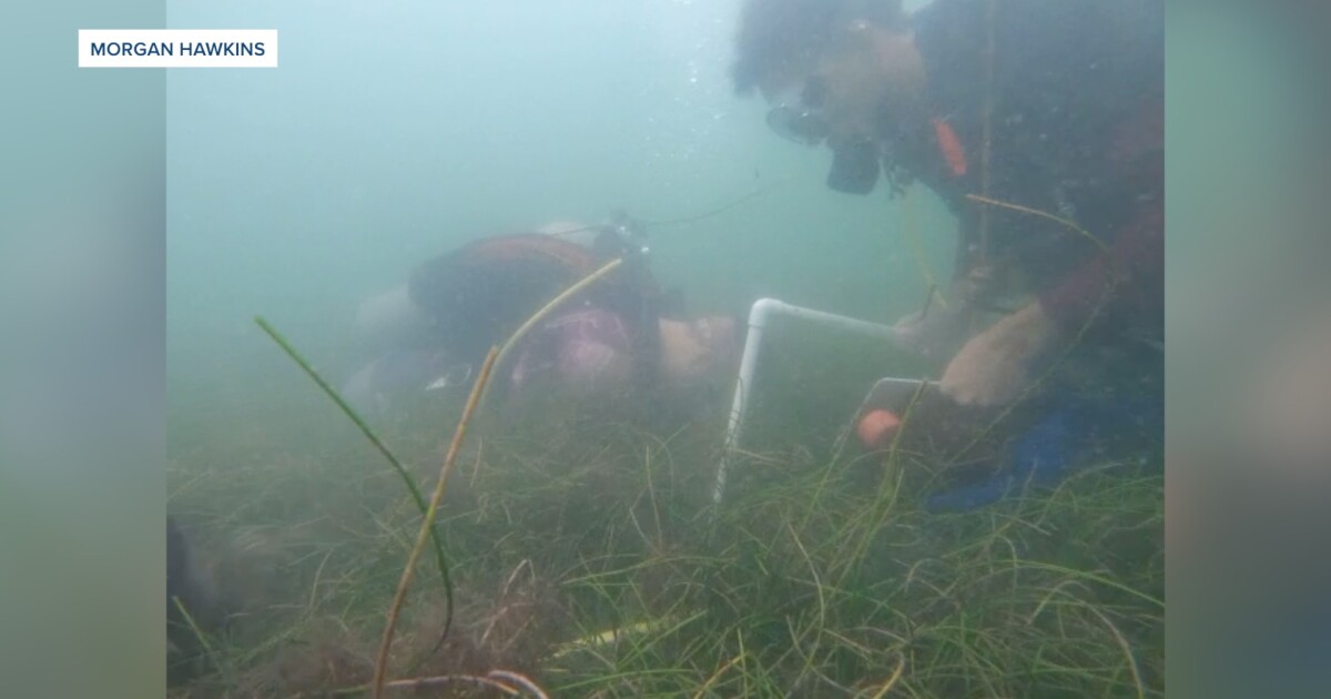 FSU student dives into bay scallop restoration research in the Big Bend