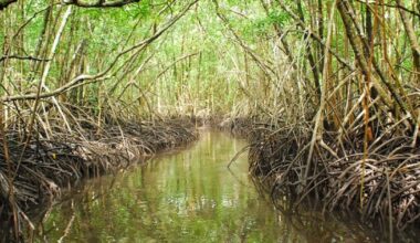 Sanibel Sea School turns island wildlife into learning experience and adventure | WGCU News