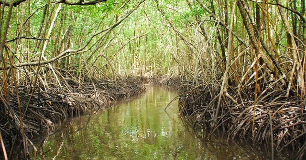 Sanibel Sea School turns island wildlife into learning experience and adventure | WGCU News