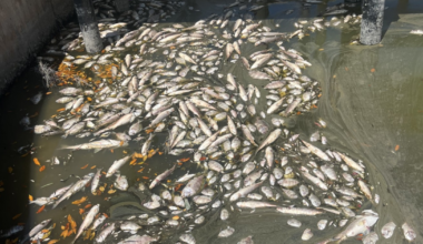 Fish kill in Buccaneer Lagoon confirmed as isolated oxygen depletion event, not red tide | WGCU News