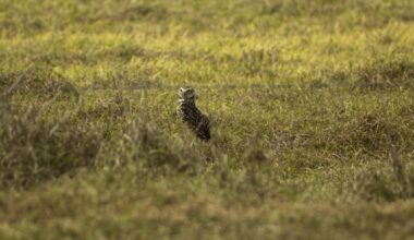 Miami's cruising owls return to the Sunshine State