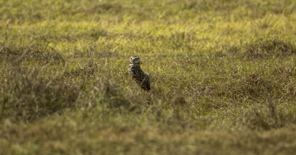 Miami's cruising owls return to the Sunshine State
