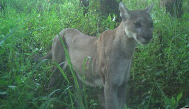FGCU Wings of Hope looks to expand program reach to middle, high schools | WGCU News